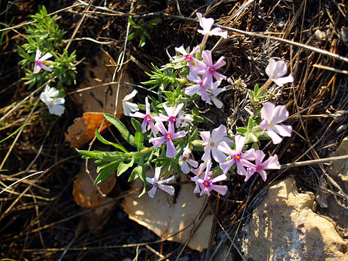 Phlox alyssifolia